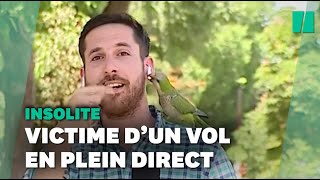 En plein direct, ce perroquet vole l'oreillette d'un journaliste