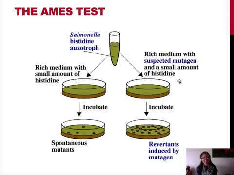 Video: Wat is de Ames-testquizlet?