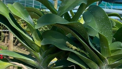 19/8 bán lan ngọc điểm rừng bóc trụ, đai trâu rừng thuần chậu. sđt, zalo 0987157820