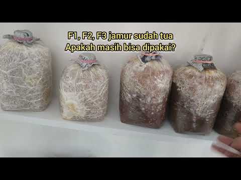 Perbedaan Bibit Jamur Tiram F1 F2 F3
