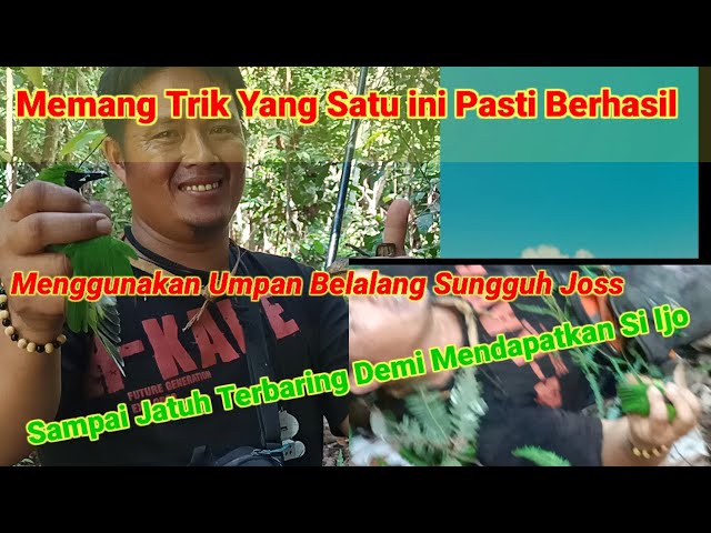 Mikat Burung Cucak ijo Kalimantan Paling Seru Sampai Jatu Terbaring class=