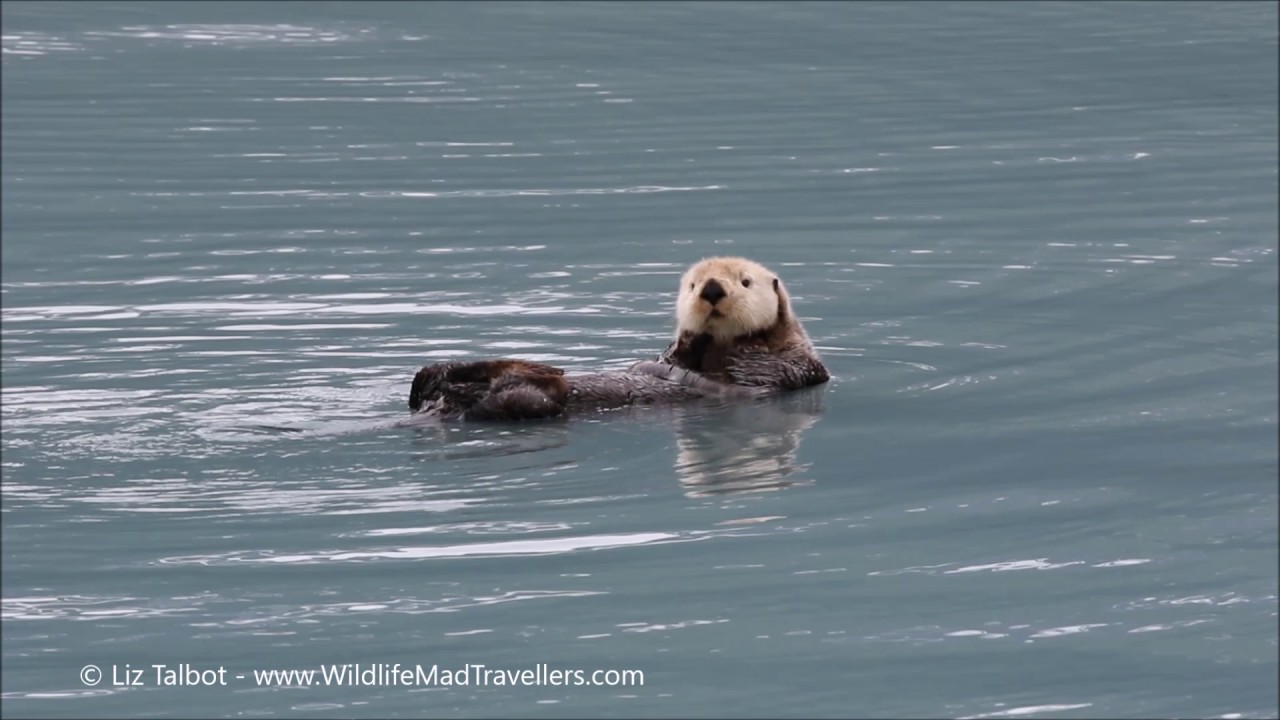 Sea Otter - YouTube