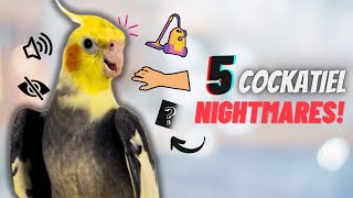 5 SCARY Things Your Cockatiel FEARS