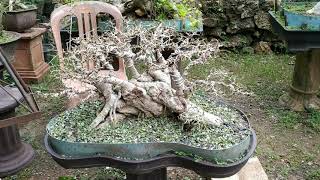 MANTAP... koleksi bahan bonsai | serut | asem jawa | loa milik &quot;PAK JABUN&quot;