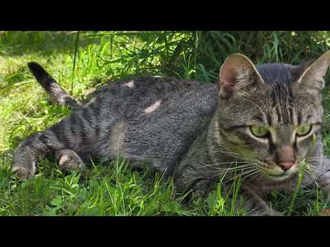 31°C and Max is still having a blast! 😸#funnyvideo #funnycats