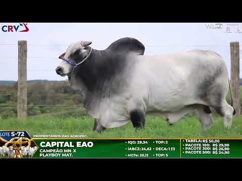 LOTE S72   CAPITAL FIV EAO   EAO B 1830