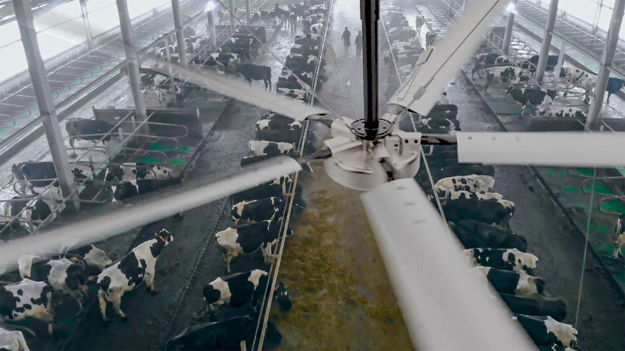 Cool Cows thanks to HVLS fans in dairy sheds 😎