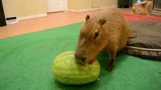 Top 5 Capybara