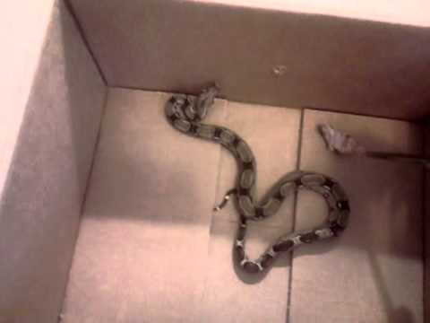 video phone beyonce mp3 Het Sharp Boa Constrictor Feeding