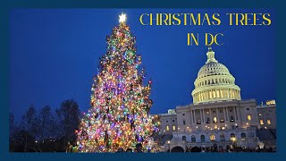 Christmas Tree Hopping in Washington DC