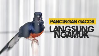 MURAI BIRD SINGING NGAMUK NEMBAK MATERI MEWAH | KENARI CILILIN CUNGKOK LB BONGKAR LOS DOL!