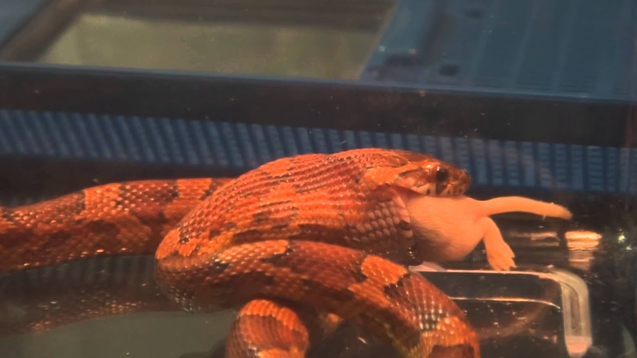video phone beyonce mp3 Corn Snake Eating