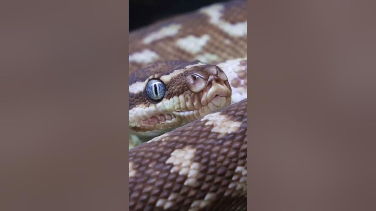 nature | python | snake | forest | beautiful scenery | relaxing clip ...