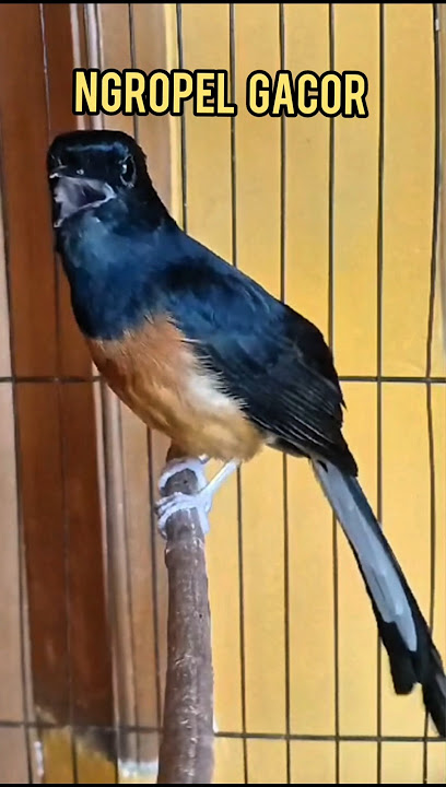 Ngerol ciblek gacor mantap untuk isian#burung#muraibatugacor#Shorts