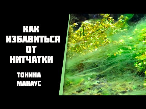 Почему появляется нитчатка в аквариуме и как с ней бороться. Тонина манаус.