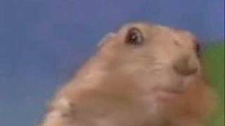 Dramatic Evil Spy Chipmunk