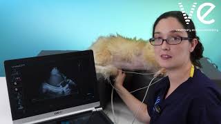 Details How to bring your off-axis RPLAX view on-axis Guide