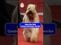 Meet the Soft Coated Wheaten Terrier