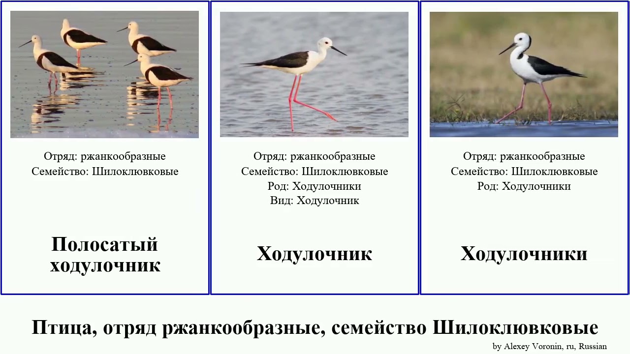 Птица, отряд ржанкообразные, семейство Шилоклювковые ходулочник шилоклювка bird Австралийский