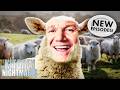 gordon’s feeling a bit sheepish in these restaurants 🐑 | NEW Kitchen Nightmares COMPILATION