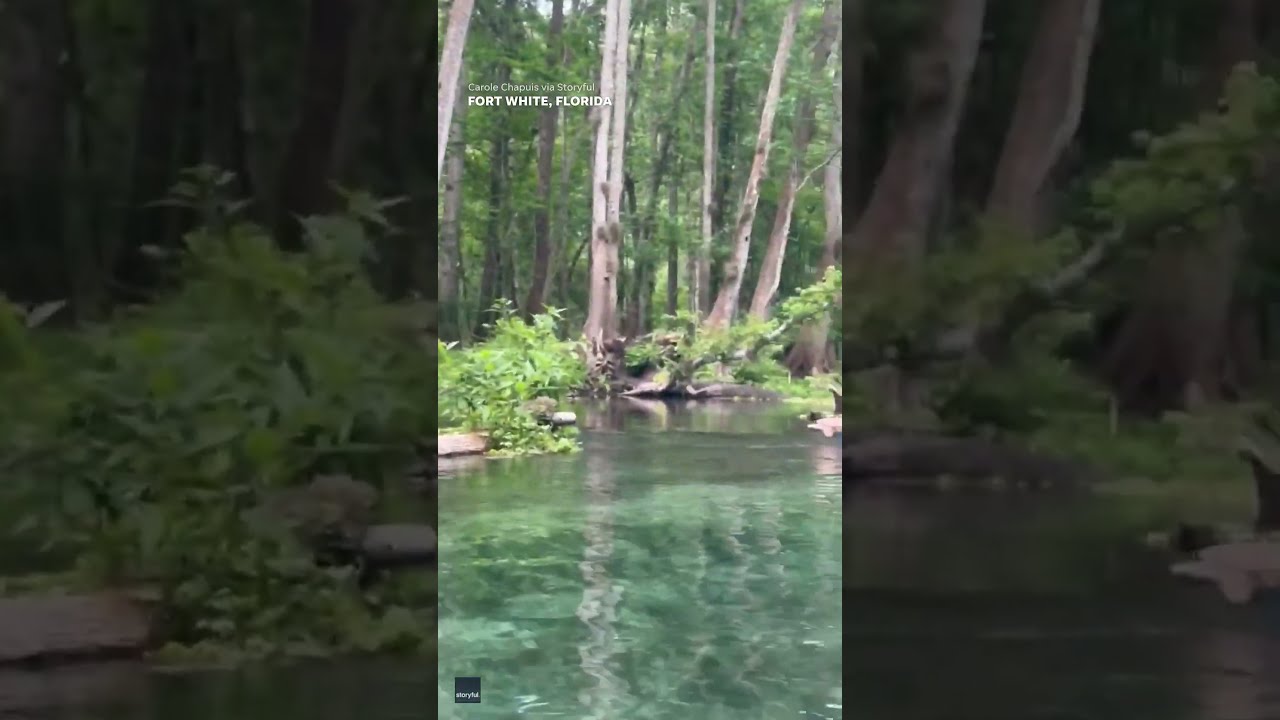 Didn T Expect To See That Shocking Moment Women Floating On River Alligator Shorts