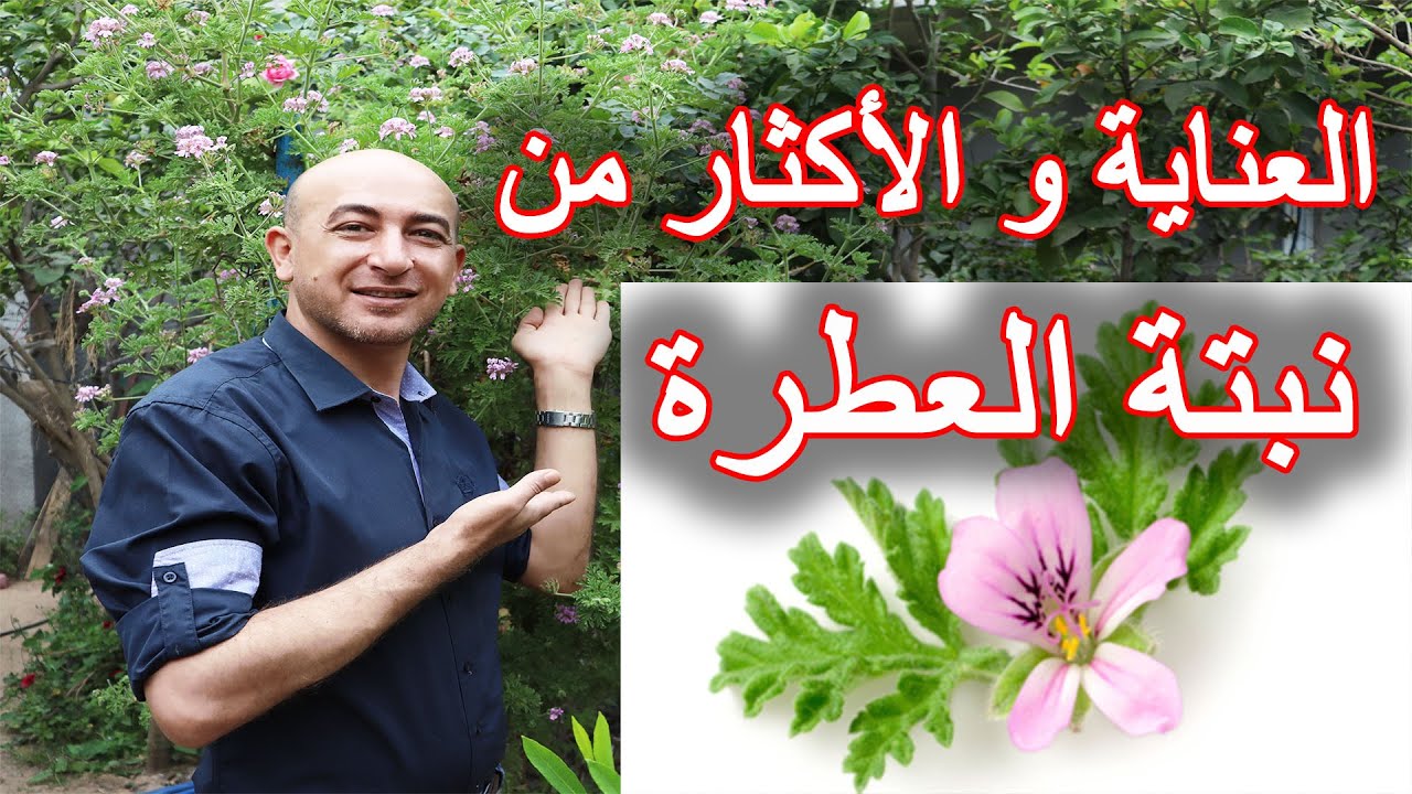 العناية و الاكثار من نبتة العطرة