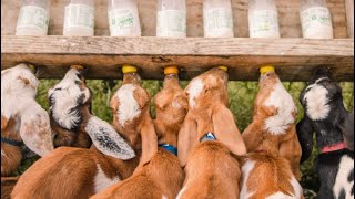 Baby Goat Bottle Feeding Compilation by Goat Daddy's 81,393 views 2 years ago 5 minutes, 29 seconds