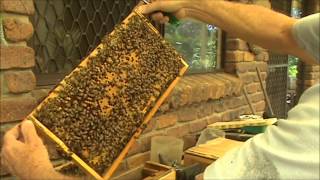 BEEKEEPING: Rescuing a Really Weak Beehive. Part 2 Update.