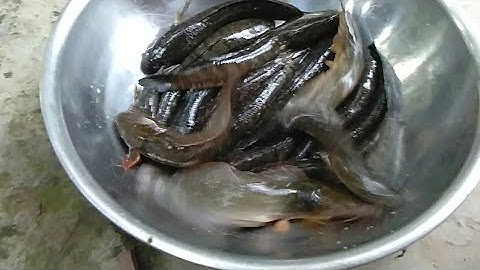 Cắm câu cá lóc mồi dế nhủi dính cá gỡ phê luôn (p3)