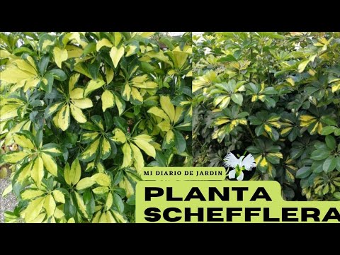 Video: ¿Puede una planta de Schefflera vivir en el exterior?