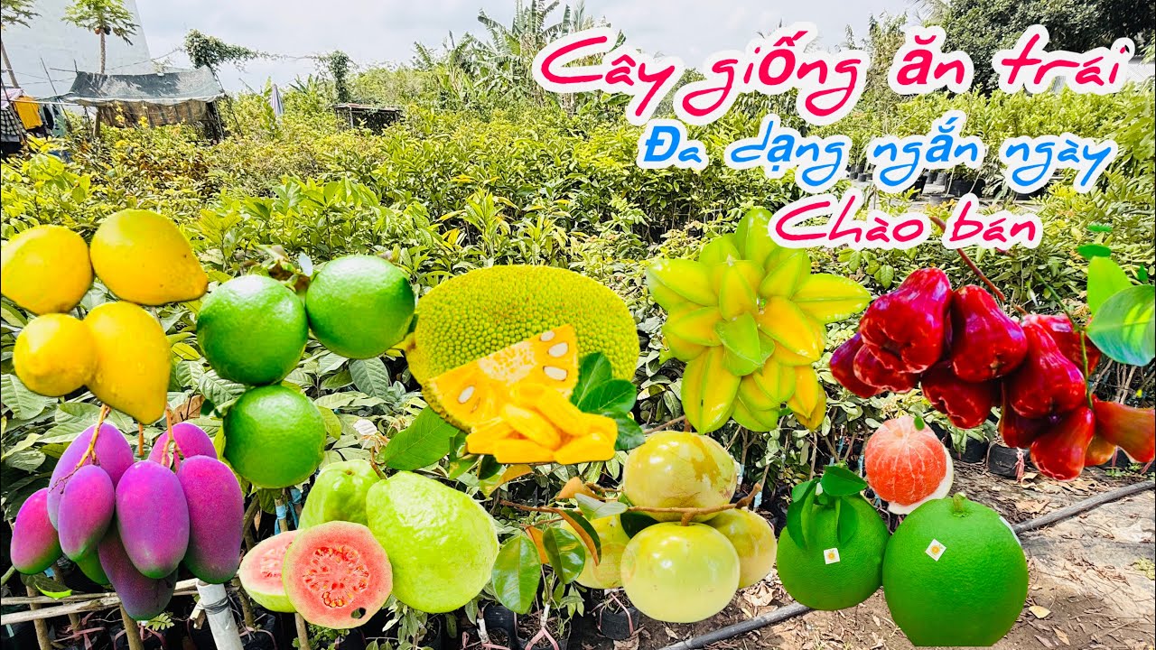 Cây giống ăn trái nhiều loại cho trái sớm chào bán..24/02😘📲 0939.146.237.Chị-Phụng 
