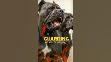 Think Twice! Why Cane Corsos Aren’t Just Any Dog #CaneCorso #GuardDog #DogFacts