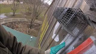 Window Chewing Squirrel Removed