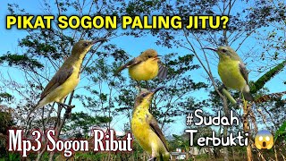 SUARA PIKAT BURUNG SOGON PALING JITU 🔥 | Sogon Langsung Nyaut & Mendekat😱