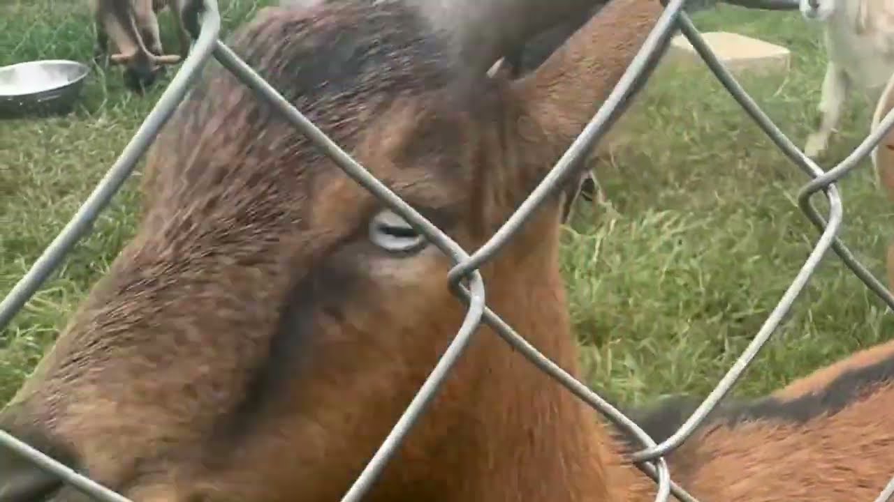 Goats run loose along NC highway as authorities chase them down
