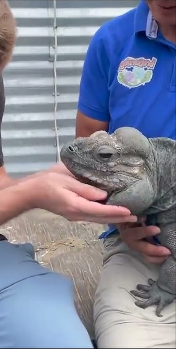 largest-reptile-zoo-in-the-u-s-a-chandler-s-wild-life-shorts-youtube