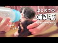 【保護猫】はじめての哺乳瓶でのミルクをがぶ飲みした後に急に寝落ちする子猫