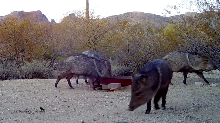 Javelina family (squad) of 11 including 3 toddlers came for a drink