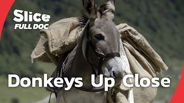 Donkeys: Loyal, Smart, and Misjudged | FULL DOCUMENTARY