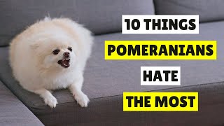 10 Things Pomeranian Dogs Hate the Most