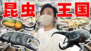 世界のクワガタ＆カブトムシが集まるこのお店やばすぎる...！！！