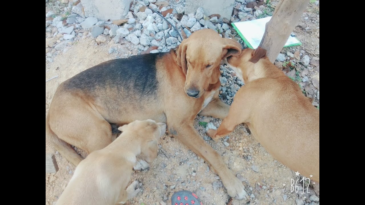 Como Quitarle La Sarna A Un Perro