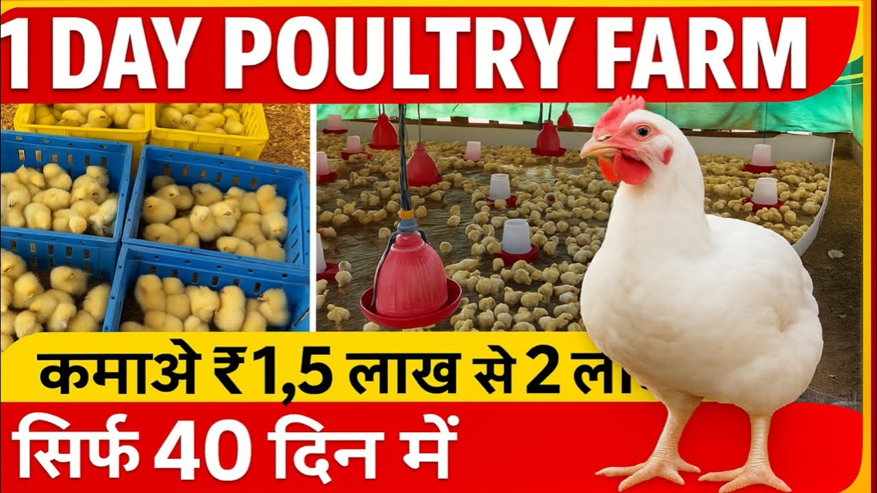 poultry farm business plan / how to start poultry farm - YouTube