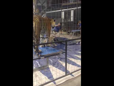 Tiger show gone