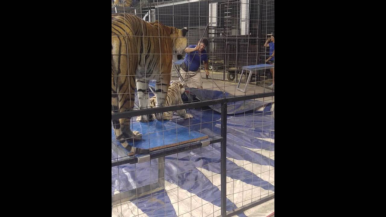 Tiger show gone wrong.