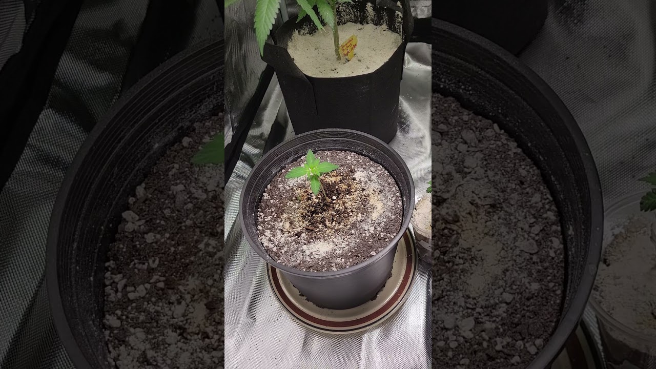 under 100$ grow set up, and gasreaper genetics autoflower. ROADKILL (sundae driver X Erie sunset)