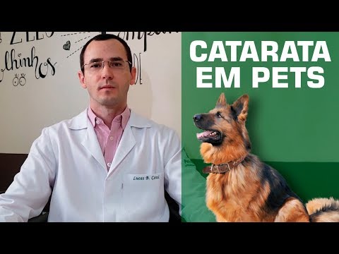 Vídeo: Catarata Em Cães: Tudo O Que Você Precisa Saber