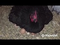 Подкладываем Яйца Клушке Курочке, для насиживания цыплят