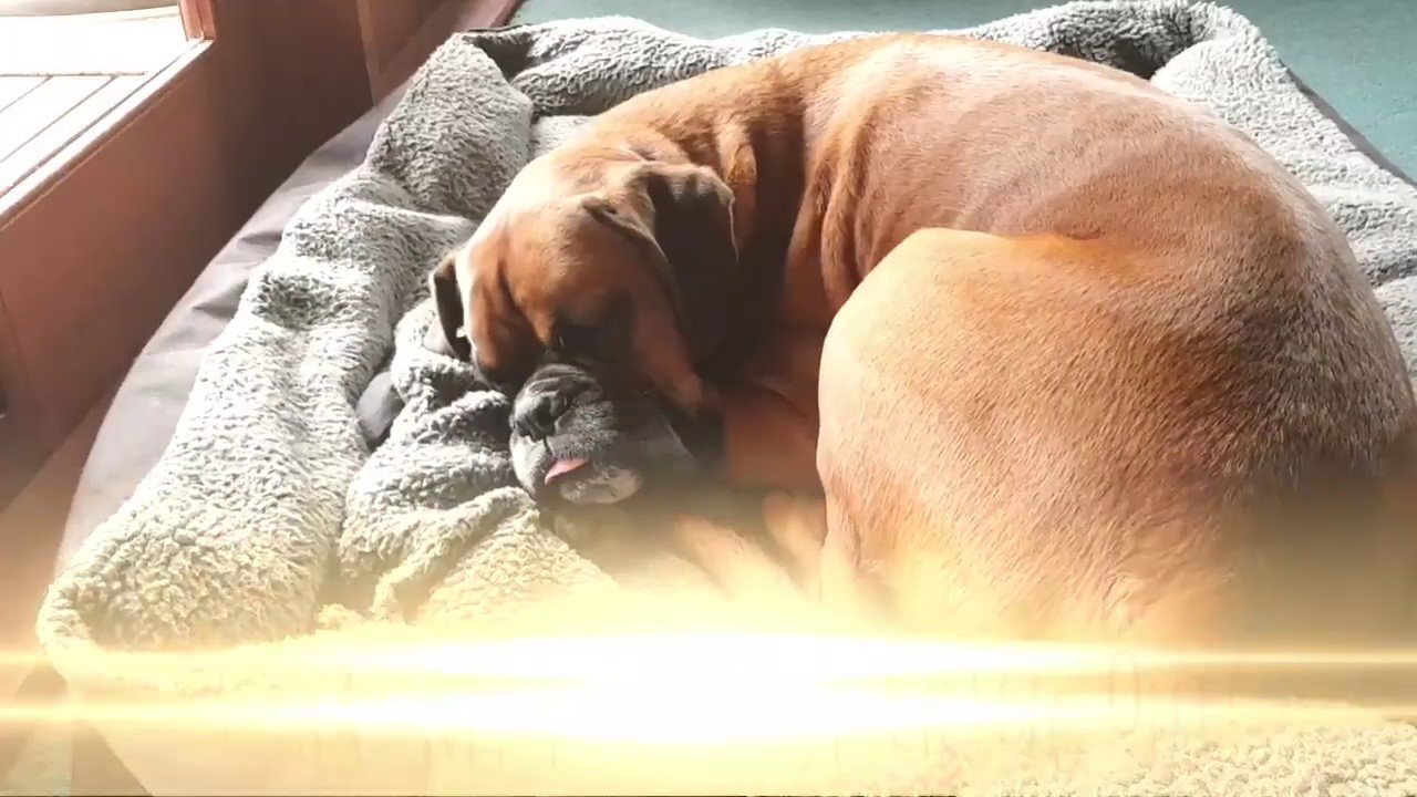 Jasco The Boxer Dog wakes up in the morning YouTube