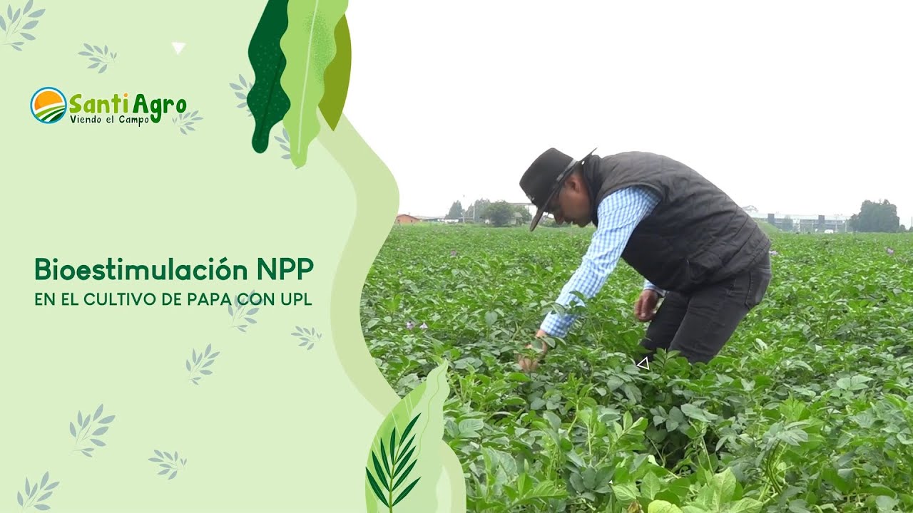 Bioestimulacion NPP en el cultivo de papa con UPL - SantiAgro 06/diciembre/2023